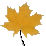 Yellow Leaf